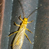 Perlodid stonefly