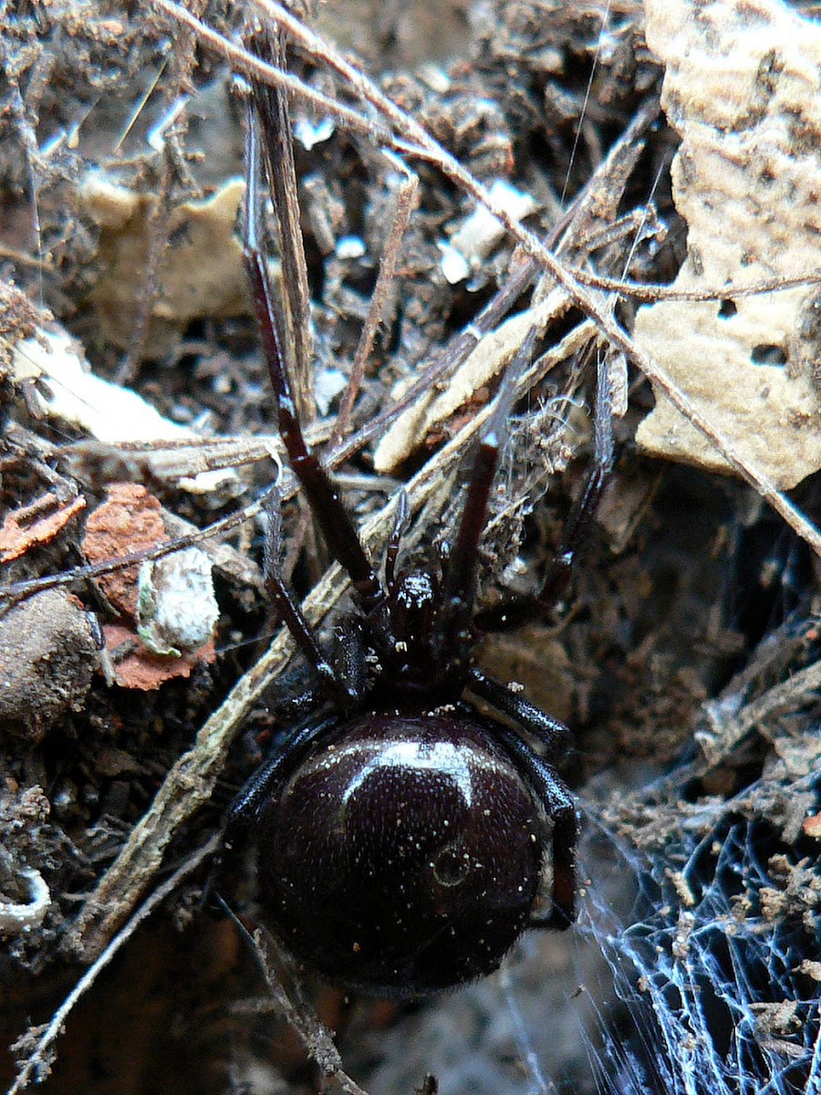Comb-Footed Spider