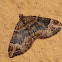 Dark-barred Twin-spot Carpet Moth