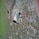 Wood stork