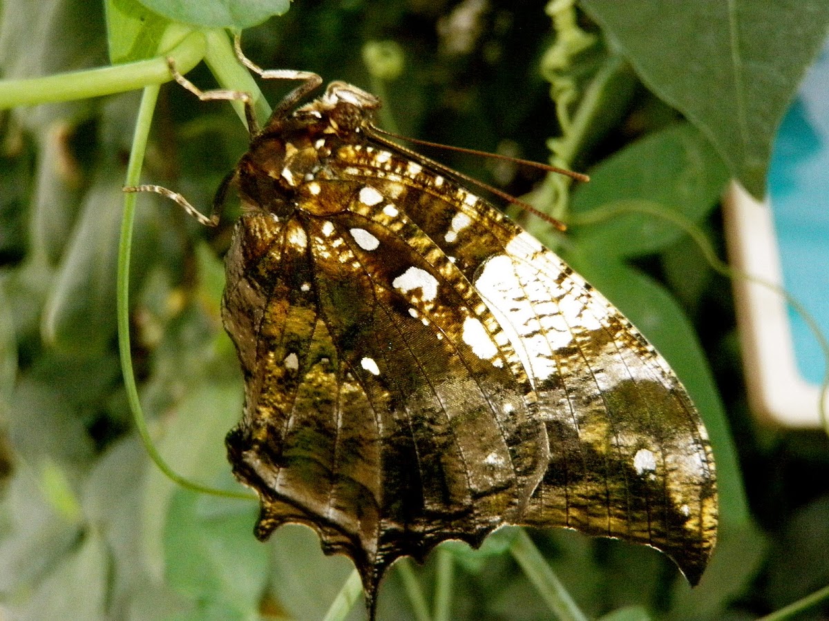 Jazzy Leafwing