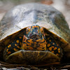 Eastern Box Turtle