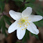 Wood Anemone