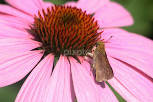 Moth by John Forrant - Animals Insects & Spiders