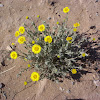 desert marigold