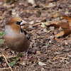 Hawfinch