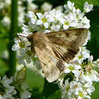 Cotton bollworm