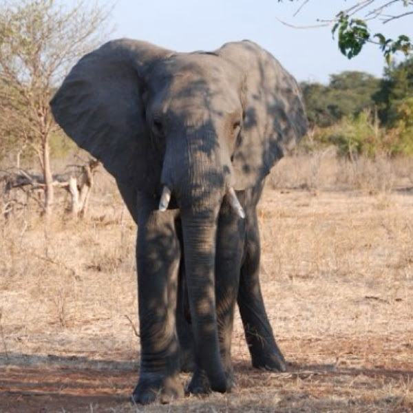 African Bush Elephant | Project Noah