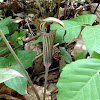 Jack-in-the-pulpit