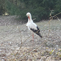 White Stork / Weißstorch