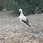 White Stork / Weißstorch
