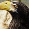 Stellers Sea Eagle