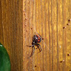 Black Widow (with spiderlings)