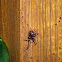 Black Widow (with spiderlings)