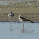 Killdeer (pair)