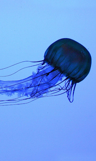 Jellyfish at rainy weather LWP