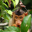 Pig tailed Macaque