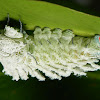 Atlas Moth Caterpillar
