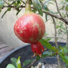 Pomegranate - Mini