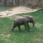 Asian elephant