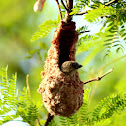 Thick billed flowerpecker in its nest