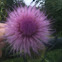 Field Thistle