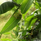 Green Stinkbug