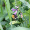 Common carder bumblebee