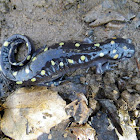 Spotted salamander