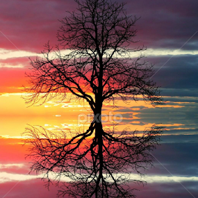 Samo drvo by Vlado Vinetić - Nature Up Close Trees & Bushes