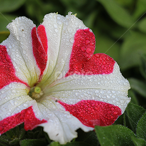 Petunia by তিত কুটি - Flowers Single Flower