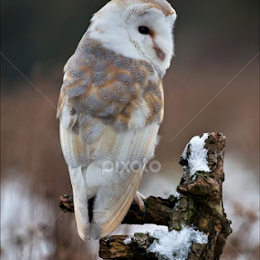 Barn Owl at Barn Owl Centre in February. by Marlene Finlayson - Animals Birds