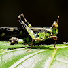 Spot Monkey-grasshopper
