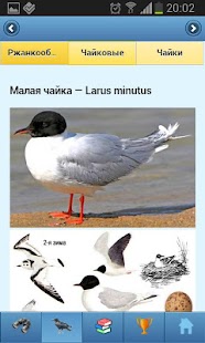 EcoGuide: Russian Birds Screenshots 4