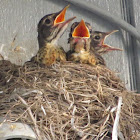 American robin's nest