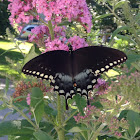 Spicebush Swallowtail