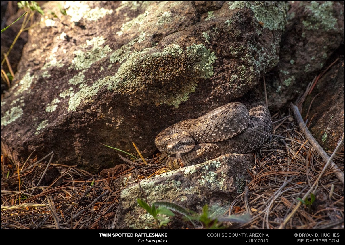 Twin Spotted Rattlesnake