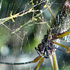 American Golden Orb-web Spider
