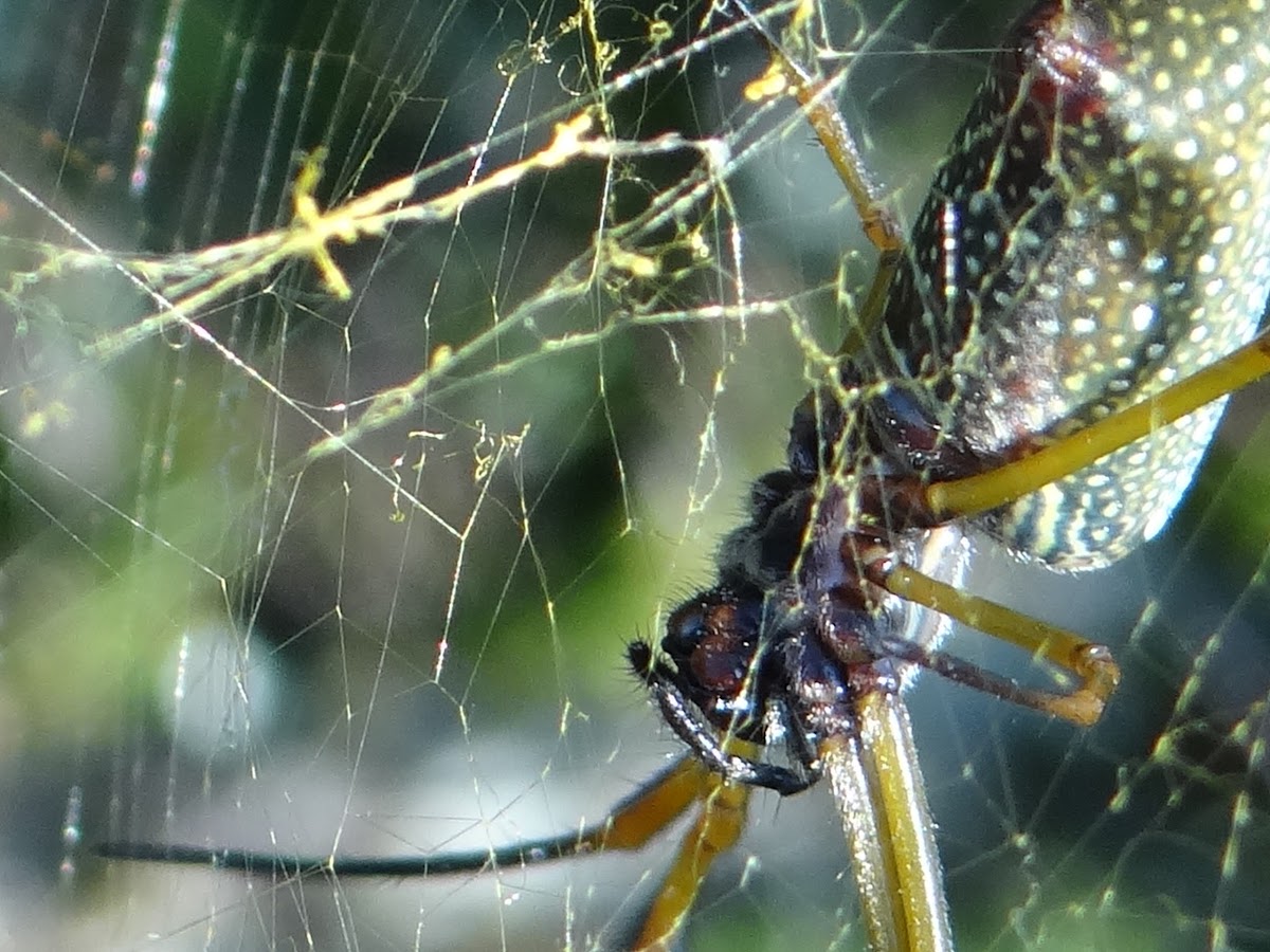American Golden Orb-web Spider