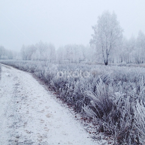 First snow by Alexandr Safronov - Landscapes Forests