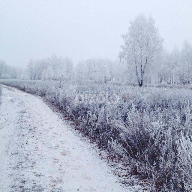 First snow by Alexandr Safronov - Landscapes Forests