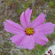 Mexican aster
