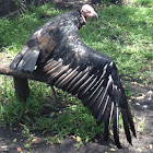 Pondicherry Vulture