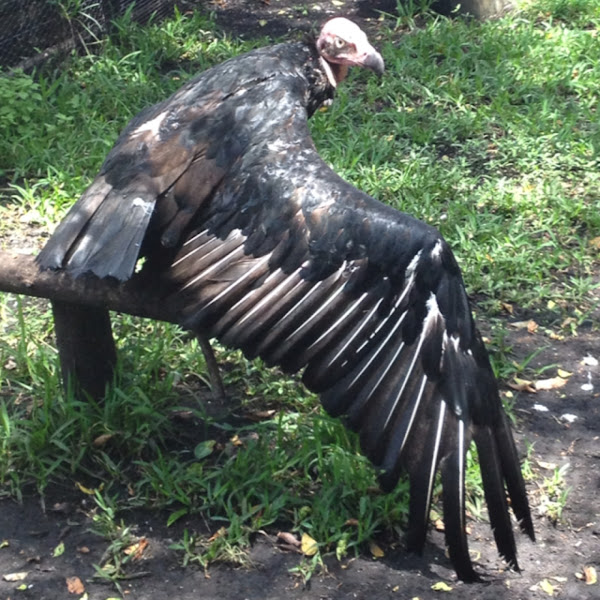 Pondicherry Vulture | Project Noah