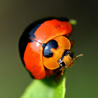 Lady Bug/Beetle
