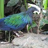 Nicobar pigeon