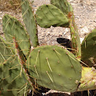 Pancake Prickly Pear Cactus