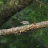 Brown-headed Nuthatch 