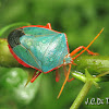 Blue Stink bug