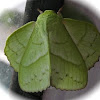 Sunda Green Vishnu Moth